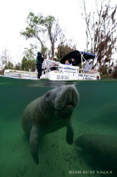 Crystal River manatee comes up for a breath of fresh air ... by Becky Kagan 
